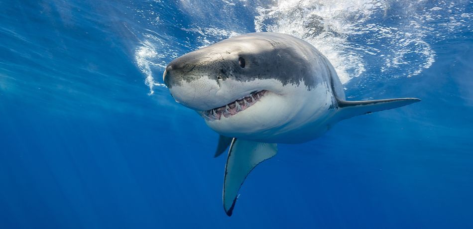 Australia Bunuh 2 Hiu Setelah 2 Turis Wanita Diserang saat Berenang