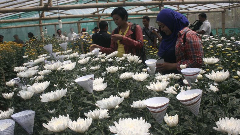 Agrowisata Bunga Krisan Bukit Menoreh Jadi Daya Tarik Wisatawan