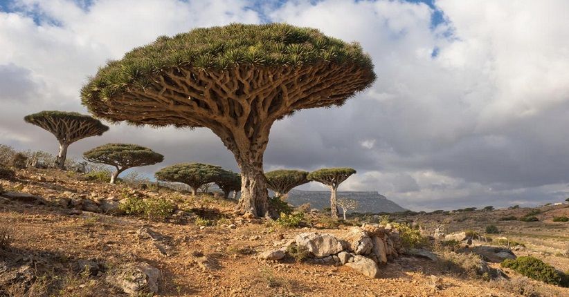 4 Hutan Terindah di Dunia, Dragon's Blood Mirip di Luar Angkasa