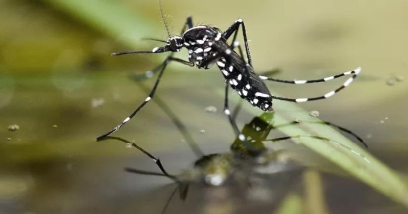Nyamuk Merajalela, Waspada Penyakit Kaki Gajah Bikin Cacat Penderita 