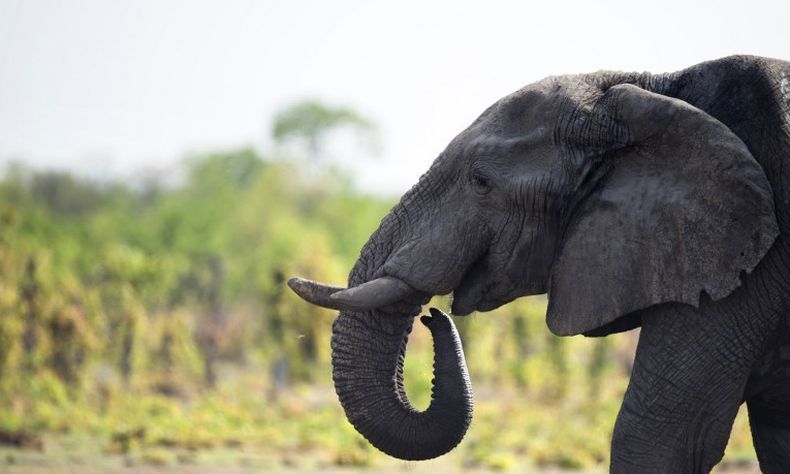 Cuci Sayuran di Sungai, Petani Tewas Diinjak-injak Gajah yang Kelaparan