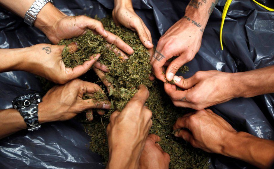 Malaysia Pertimbangkan Legalisasi Ganja untuk Keperluan Medis