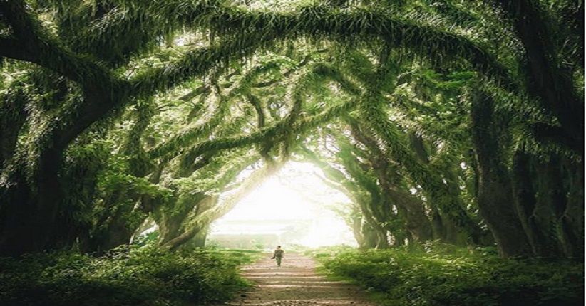 Wisata Hits Banyuwangi, Hutan Trembesi Miliki Pepohonan Tua & Eksotis