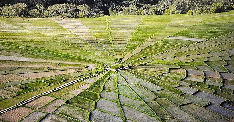 Pemandangan Memukau Sawah Berbentuk Jaring Laba-Laba Raksasa di Flores