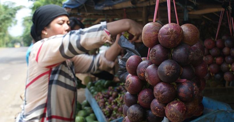 Mentan Lepas Ekspor 10.000 Ton Manggis Sumbar ke China