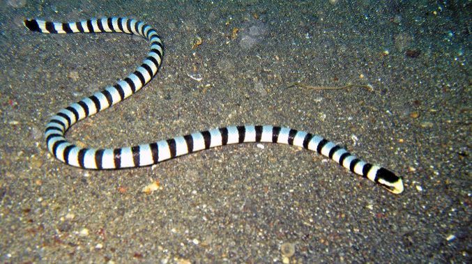 Pria Inggris Tewas Digigit Ular Laut di Australia