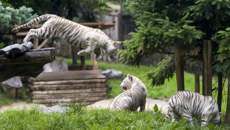Penjaga Kebun Binatang di Jepang Tewas Diterkam Harimau Putih