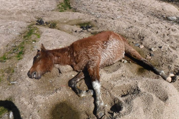 Kekeringan Parah, Puluhan Kuda Liar Mati di Taman Nasional Australia