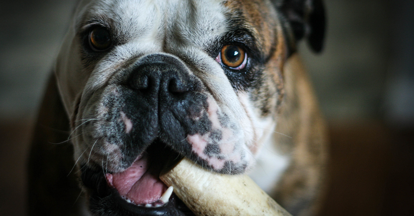 Pria 22 Tahun Koma Setelah Organ Vitalnya Diserang Bulldog