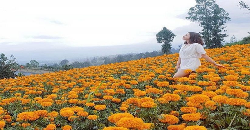 Indah, Hamparan Bunga Marigold di Padang Kasna Bali Mirip Permadani