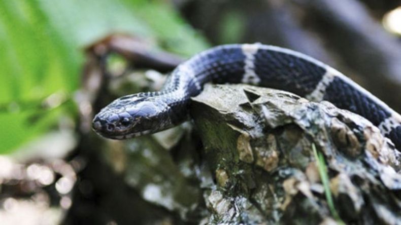 Pria Kritis Digigit Ular yang Dibeli Online, Diduga Ingin Bunuh Diri