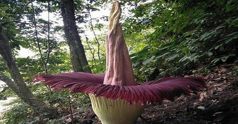 Wisata Bunga Bangkai Raksasa Amorphophallus Titanum, Mekar di Bengkulu