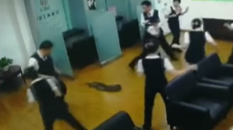 Ular Piton Tiba-Tiba Jatuh dari Atap Bank, Karyawan Panik