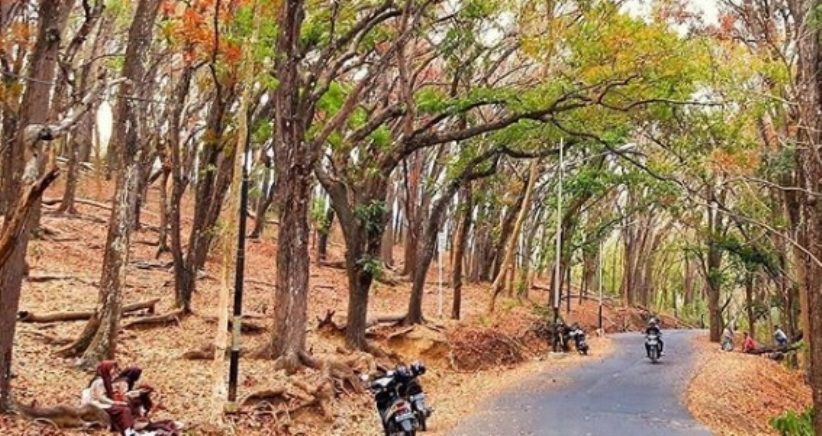 Lagi Hits di Kulon Progo, Pemandangan Hutan Sermo Mirip di Luar Negeri