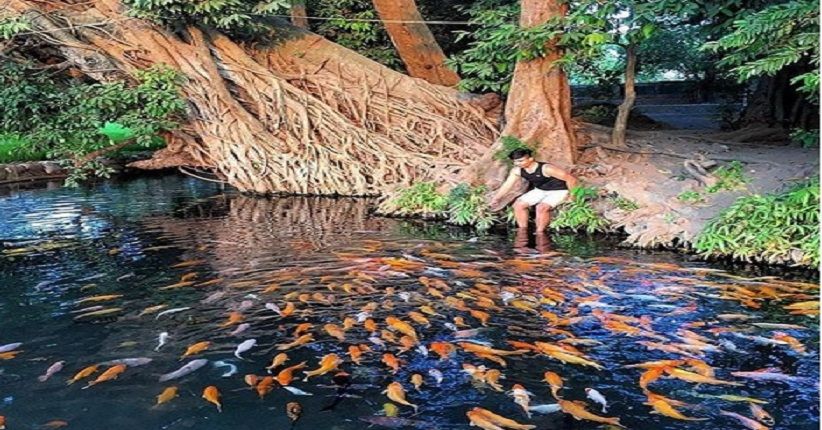 Sumber Wuluh, Wisata Kolam Ikan Hias Zaman Majapahit di Mojokerto