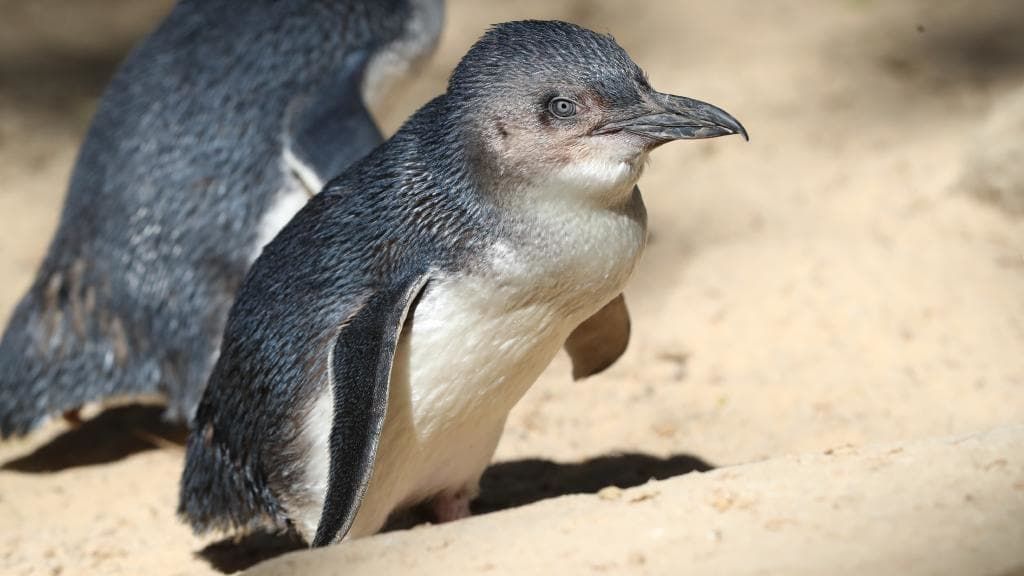 58 Penguin Mati karena Diserang Anjing, Pemerintah Australia Marah