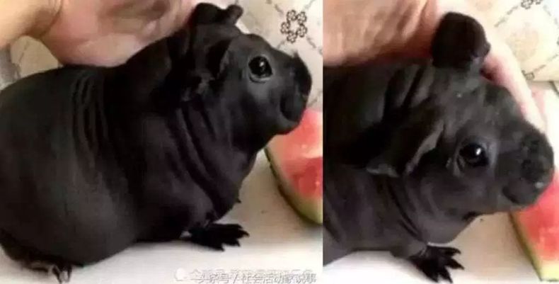 Awalnya Hewan Ini seperti Anjing Lucu, Setelah Besar Ternyata Tikus