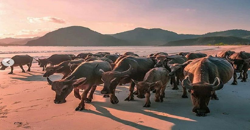 Wisata ke Selong Belanak, Pantai Eksotis yang Mirip Hawaii ala NTB