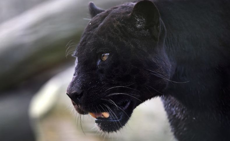 Heboh Kucing Kampung Dikira Black Panther, Polisi Kerahkan Helikopter