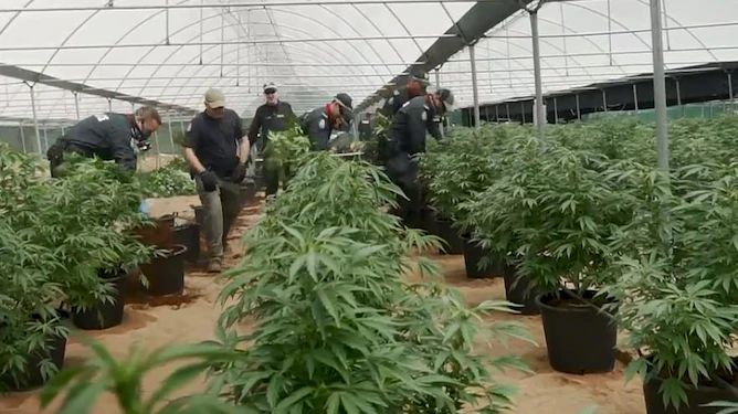 Polisi Temukan Kebun Ganja Bernilai Rp100 Miliar di Australia Barat