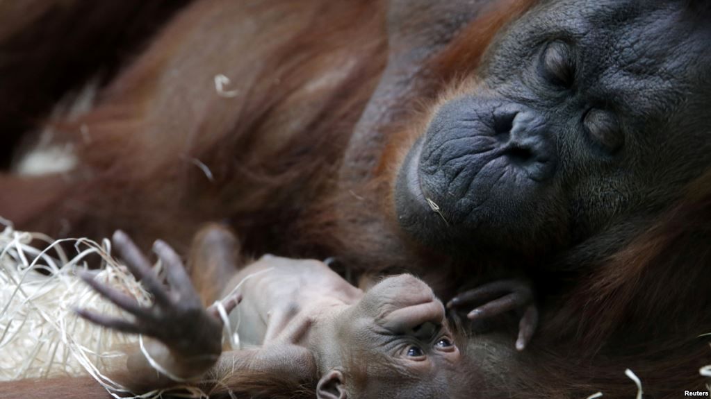 Kebun Binatang Prancis Sambut Kelahiran Si Java, Bayi Orangutan Borneo