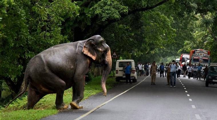 Cari Makan ke Luar Hutan, 7 Gajah Mati Tersengat Listrik di India