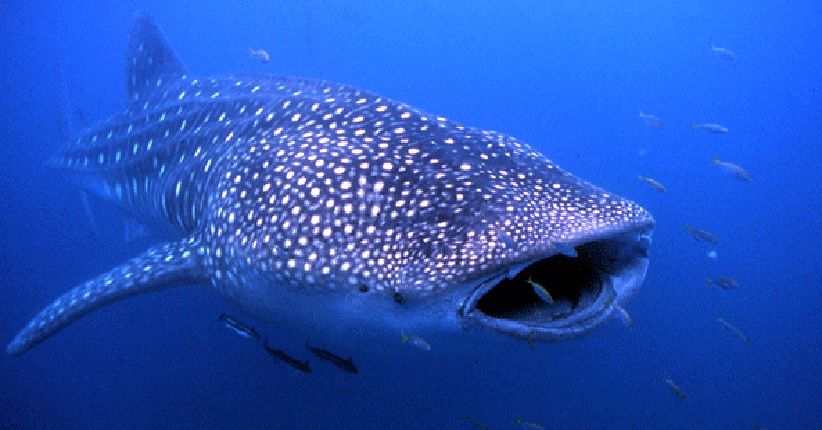 Temuan Hiu Paus Tutul di Kepulauan Seribu, Begini Penjelasan Pemda DKI