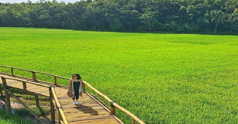 Wisata Hits Yogya, Selfie di Jembatan Bambu dengan Pemandangan Sawah