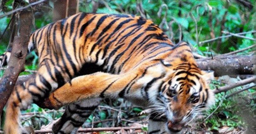 Konflik Manusia dan Harimau, Alex Noerdin: Segera Perbaiki Habitat