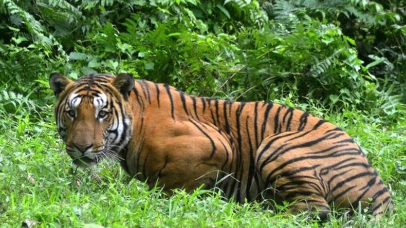 Harimau di Kebun Binatang New York Positif Corona