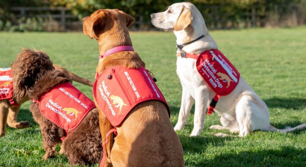 Wah, Anjing di Inggris Dilatih Jadi 'Dokter' untuk Mencegah Malaria