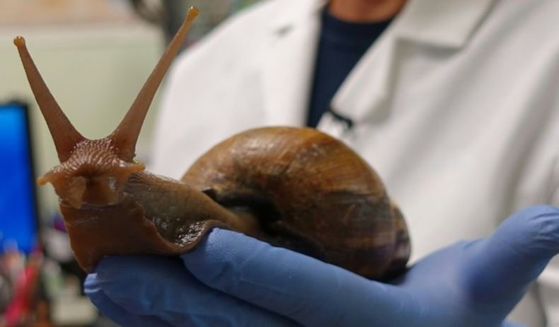 Terima Tantangan Makan Siput, Pria Ini Koma 420 Hari lalu Meninggal