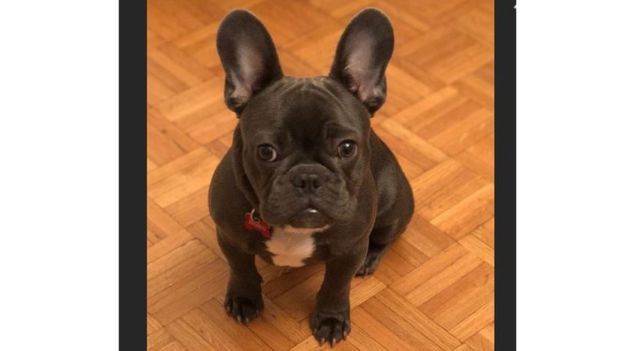 Anjing Milik Mantan Pebasket NBA Ini Dideportasi dari Australia