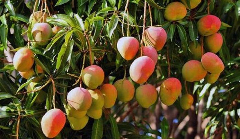 Pemprov Jabar Dorong Buah Lokal Mangga dan Manggis Tembus Pasar Jepang