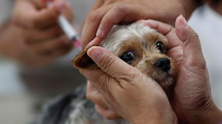 70 Persen Penyakit Infeksi Ditularkan dari Hewan