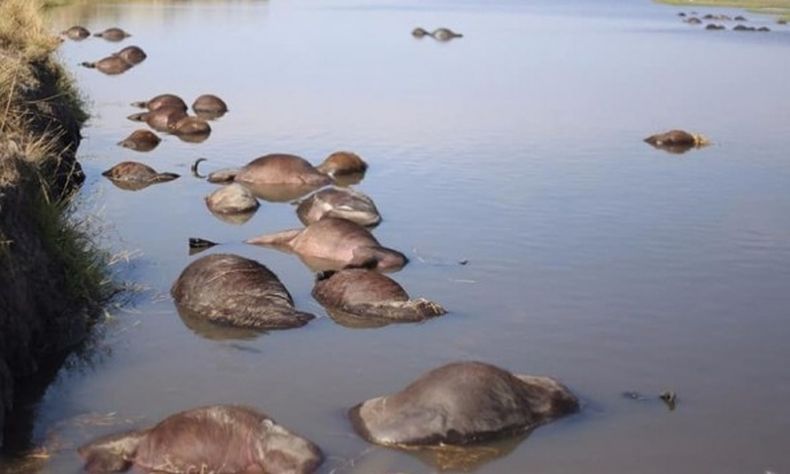 Langka, 400 Kerbau Mati Tenggelam di Sungai karena Dikepung Singa