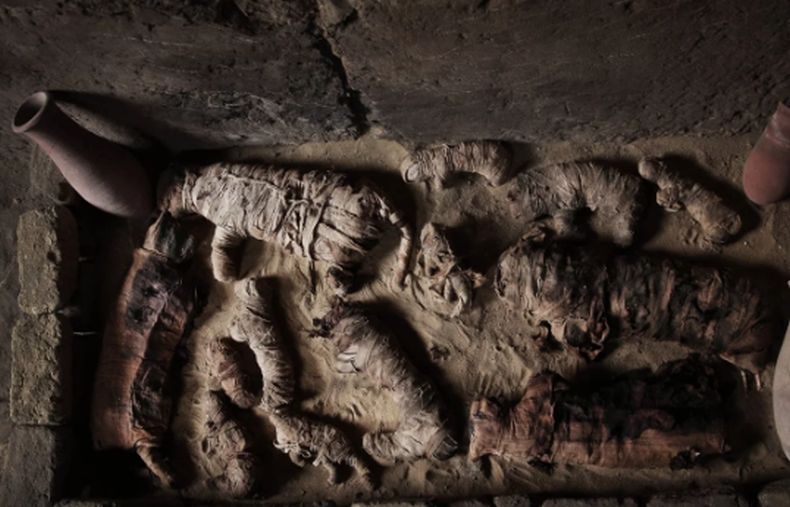 Puluhan Mumi Kucing Berusia 6.000 Tahun Ditemukan di Mesir