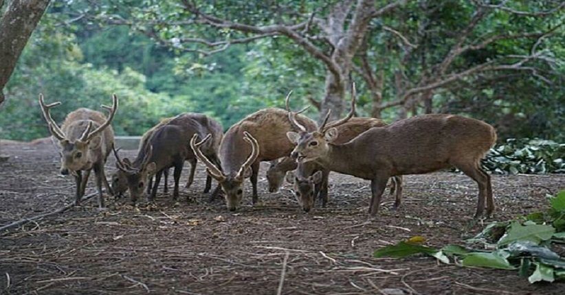 Sebagian Besar Rusa di AS Terpapar Covid, Kok Bisa?