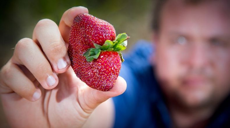 Kasus Strawberry Mengandung Jarum, Motif Pelaku karena Dendam