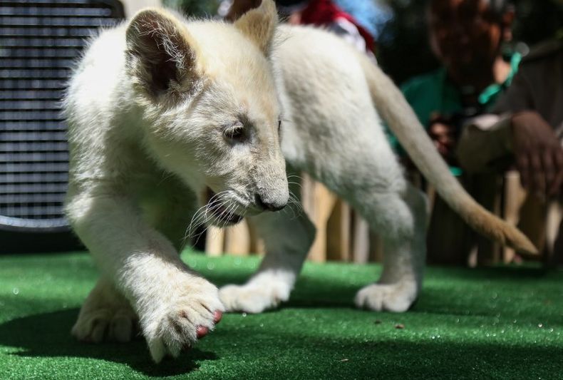 Polisi Temukan Anak Singa di Mobil Lamborghini di Paris