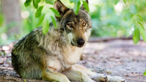 Properti Dirusak Beruang dan Serigala, Peternak Eropa Dapat Ganti Rugi