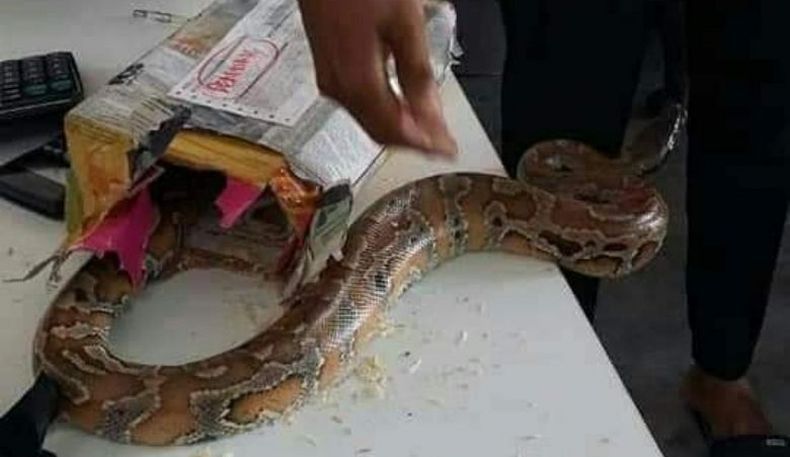 Viral, Ular Piton Ditemukan di Paket Pos