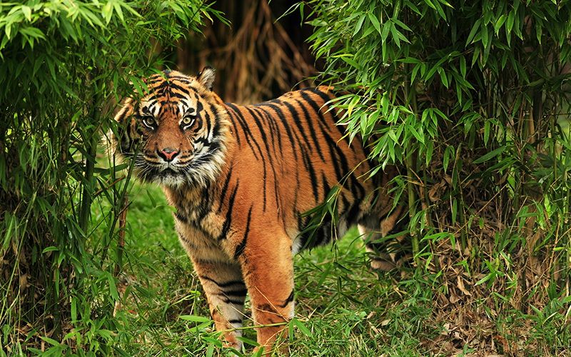 Harimau Sumatera Serang Warga di Pagaralam hingga Tewas, Tubuh Korban Tersisa Tulang