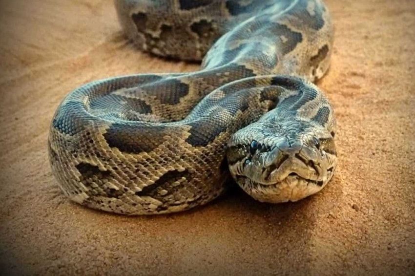 Kemaluan Pria Ini Diberi 15 Jahitan Gara-Gara Digigit Piton di Toilet