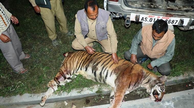 Harimau yang Diduga Serang Puluhan Manusia Dibunuh di India
