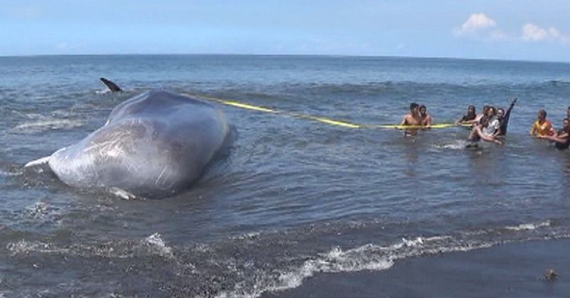 Ada 6 Kg Plastik di Perut Paus, Muncul Petisi Terapkan Cukai Plastik