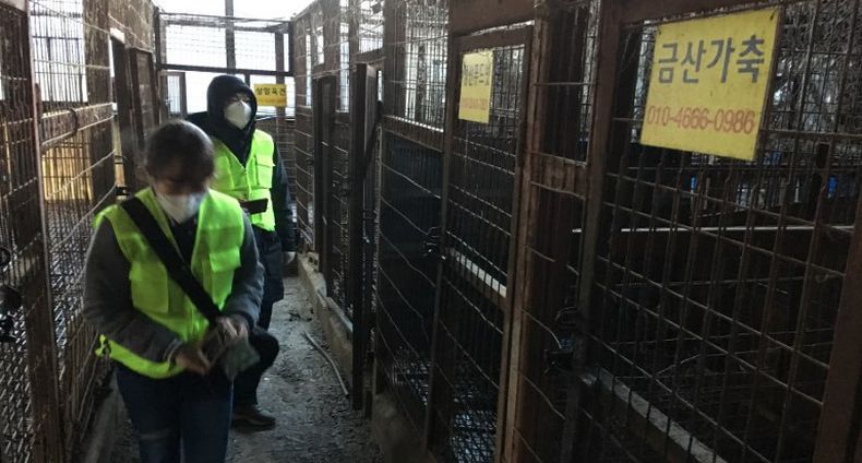 Korsel Tutup Kompleks Penjagalan Anjing Terbesar