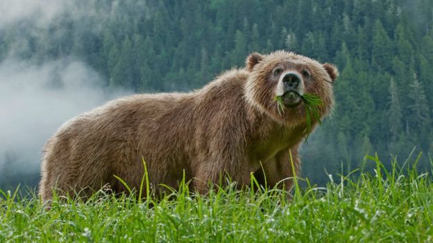 Tengah Cuti Melahirkan, Ibu dan Bayinya Tewas Diserang Beruang