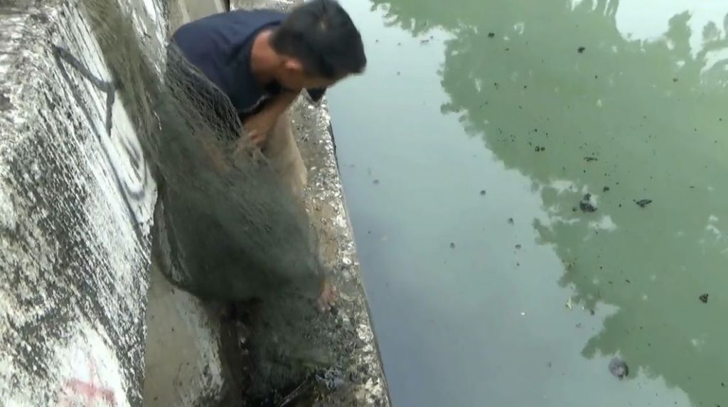 Penangkapan 2 Ikan Aligator Berbobot 3 Kg di Kali Item Hebohkan Warga