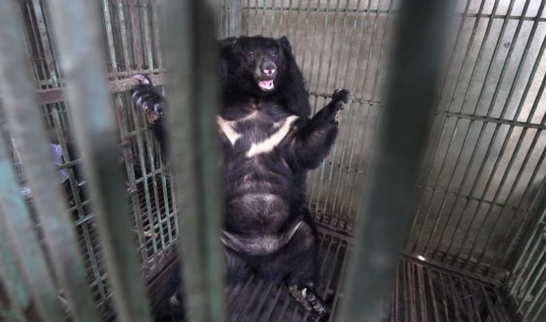 Beruang Peliharaan di Jepang Terkam Perawatnya hingga Tewas